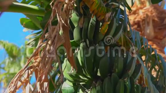 香蕉树叶和水果特写视频的预览图