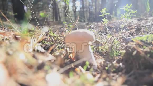 在阳光明媚的森林里的蘑菇视频的预览图