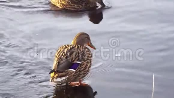 池塘里的两只鸭子清理翅膀和羽毛视频的预览图