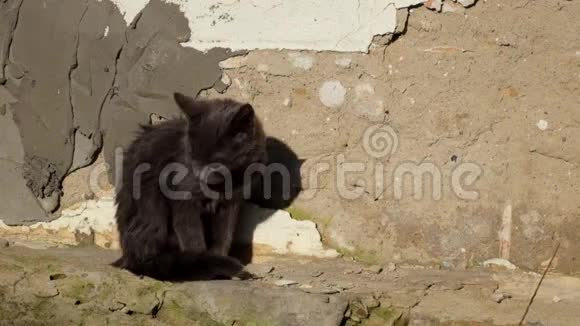 灰色的小猫正在破旧的墙边洗衣服视频的预览图