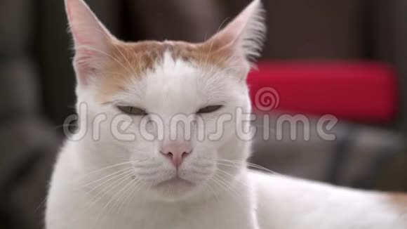 白姜丑家猫画像视频的预览图