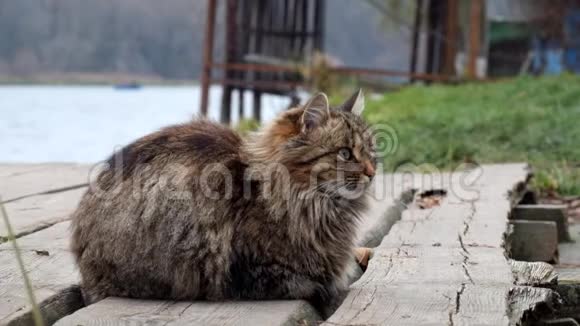 美丽的毛茸茸的猫坐在河岸上视频的预览图