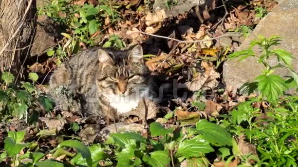 雌猫坐在干燥的叶子上晒太阳视频的预览图