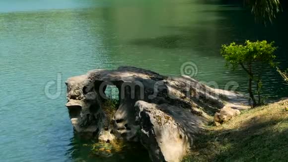 在安静的丛林湖中的岩石特写镜头视频的预览图