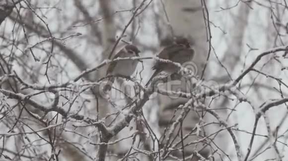 冬天鸟儿坐在树枝上视频的预览图