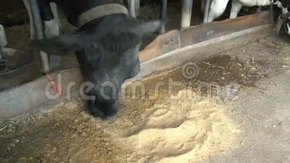 奶牛在农场吃饭视频的预览图