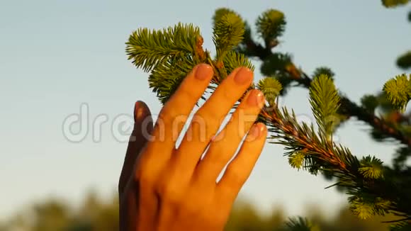 女人用手触摸手指用绿色的树苗点缀云杉枝视频的预览图