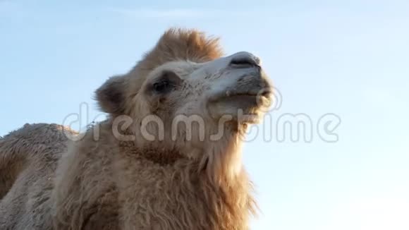 骆驼上草特写暑期视频视频的预览图