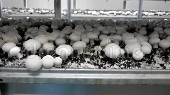 大量白菇的现代工业栽培视频的预览图