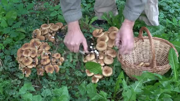 采食新鲜食用蜜菌蘑菇视频的预览图
