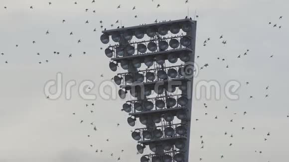 一群雏鸟聚集在体育场的灯柱上视频的预览图