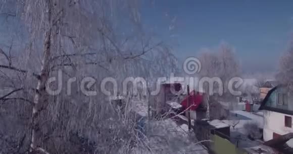 在农村的一棵冻树顶上看到白色的霜冻从树梢飞过4K视频的预览图
