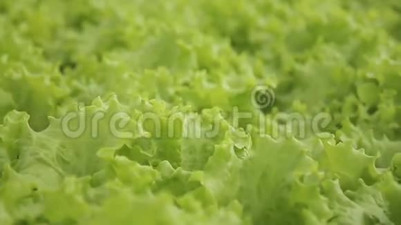 一叶绿色沙拉的特写视频的预览图
