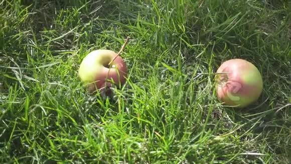 成熟的绿苹果躺在草地上慢动作视频的预览图