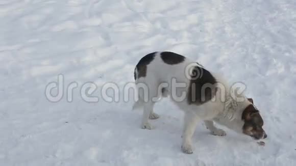 冬天狗在街上吃东西视频的预览图