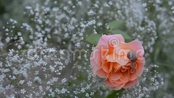 蜗牛爬在盛开的玫瑰上视频的预览图