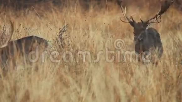 三只鹿在大自然中行走视频的预览图
