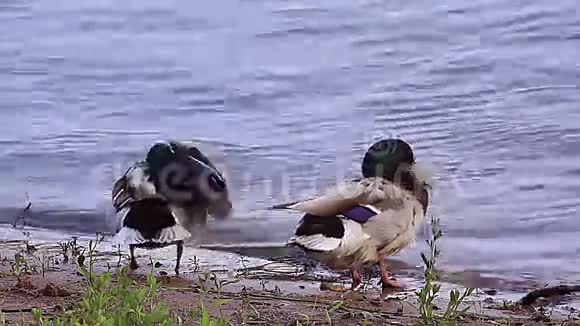 河上的鸭子一家视频的预览图