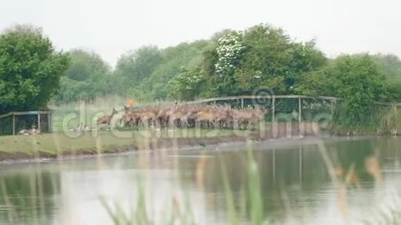 红鹿群过水视频的预览图