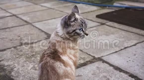 街头猫的肖像一只猫看着镜头一只漂亮的灰色猫视频的预览图
