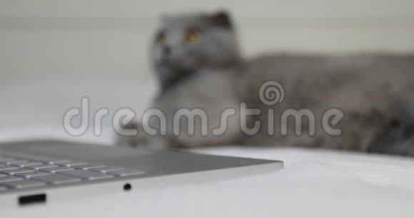 苏格兰折叠猫躺在笔记本电脑附近的床上视频的预览图