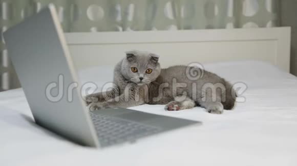 一只严重的灰猫躺在笔记本电脑附近的床上视频的预览图