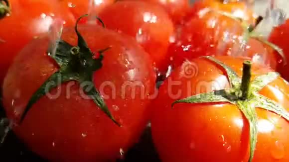 红绿草太阳的西红柿视频的预览图