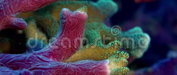 印度尼西亚RajaAmpat珊瑚和海绵之间的共生关系视频的预览图
