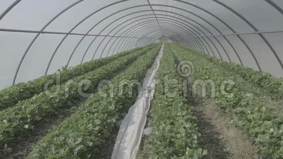 在大型植物苗圃中生长的一排排年轻的草莓植物四季水果和蔬菜的生产视频的预览图