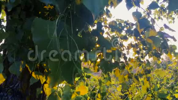 夏天的太阳透过树篷照耀落叶林中的日光日出时的夏季自然视频的预览图