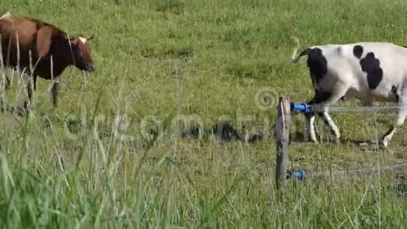 两头母牛在绿色的草地上奔跑视频的预览图