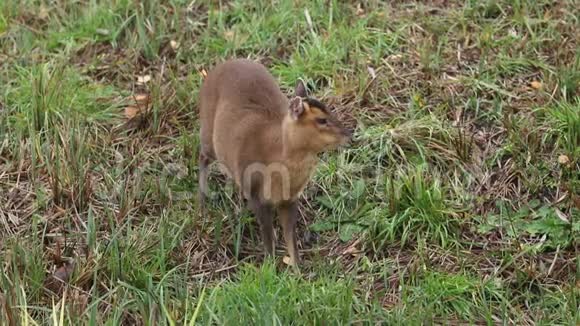 一只漂亮的雌性麂鹿montiacusreevesi在秋天湖中央的一个岛上觅食视频的预览图