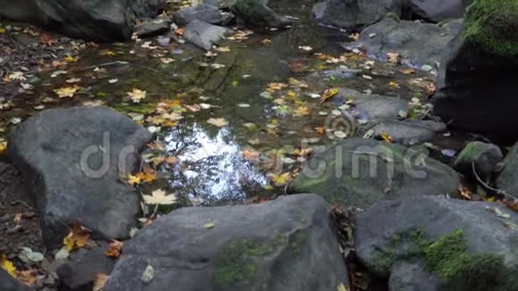 落叶俄勒冈溪流径流落叶林视频的预览图