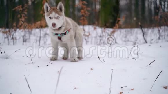 冬天一只西伯利亚哈士奇小狗在城外散步时特写的肖像动作缓慢100英尺视频的预览图