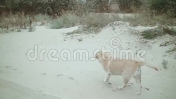 一只狗沿着海滩奔跑牙齿上有东西视频的预览图