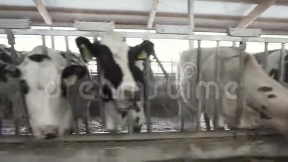 在农场的一个大牛棚里饲养奶牛录像奶牛场饲养牛的过程视频的预览图