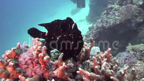 巨型蛙鱼猫猫马海星粒状海星视频的预览图