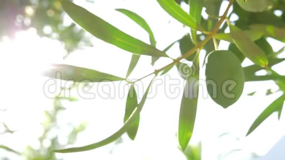 阳光下的橄榄枝视频的预览图