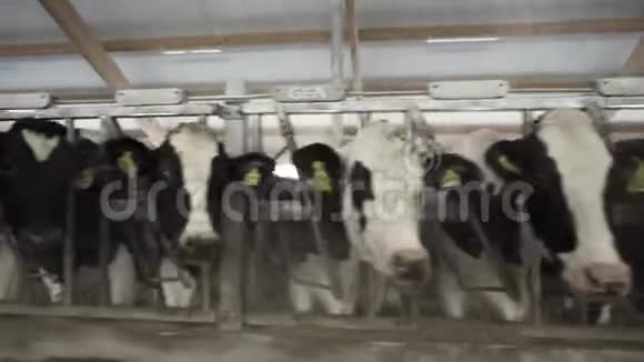 在农场的一个大牛棚里饲养奶牛录像奶牛场饲养牛的过程视频的预览图