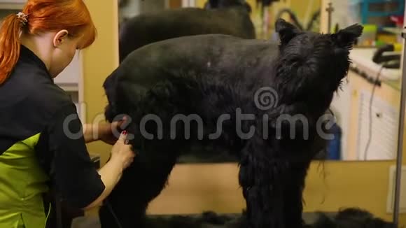 一个专业的美容师在商店剪一个大的黑色小梗与剪刀头发商店狗视频的预览图