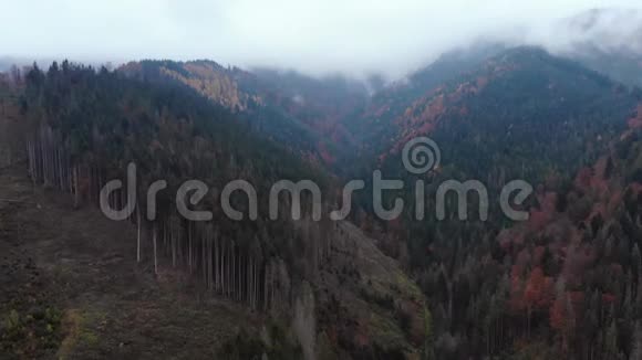 空中无人机镜头视图飞越秋山与森林和田野喀尔巴阡山脉乌克兰欧洲视频的预览图