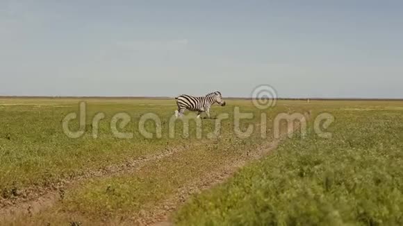 一群斑马在草原上放牧草在风中移动视频的预览图