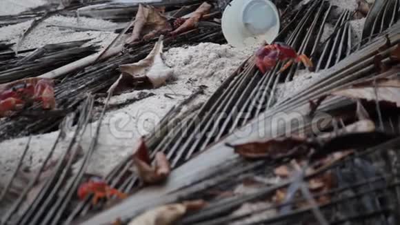 加勒比巴巴多斯海滩上的红蟹后面有塑料杯垃圾视频的预览图