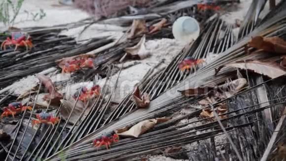 加勒比巴巴多斯海滩上的红蟹后面有塑料杯垃圾视频的预览图