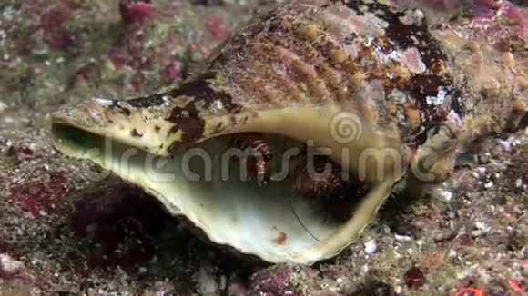 隐蟹躲在加拉帕戈斯海底的贝壳里视频的预览图