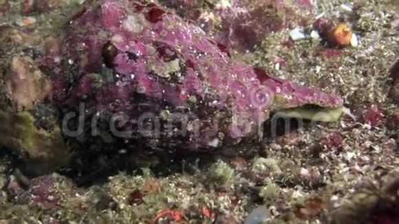 隐蟹躲在加拉帕戈斯海底的贝壳里视频的预览图