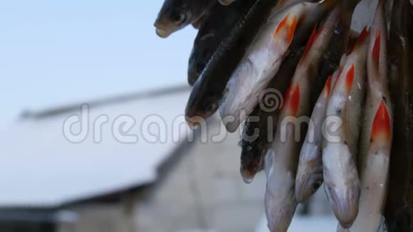许多小淡水鱼在冬天捕鱼后挂在绳子上干燥视频的预览图