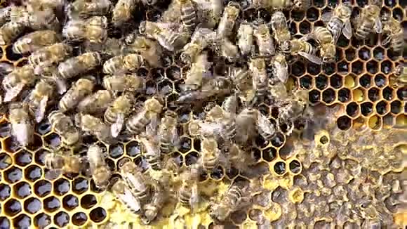蜂房上有蜜蜂子宫视频的预览图