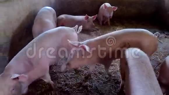 一小群猪视频的预览图