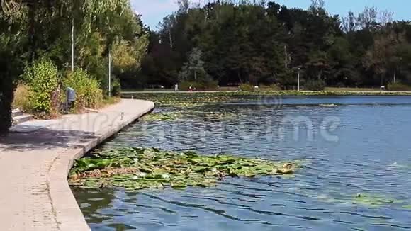 湖里有睡莲尼普顿罗马尼亚视频的预览图